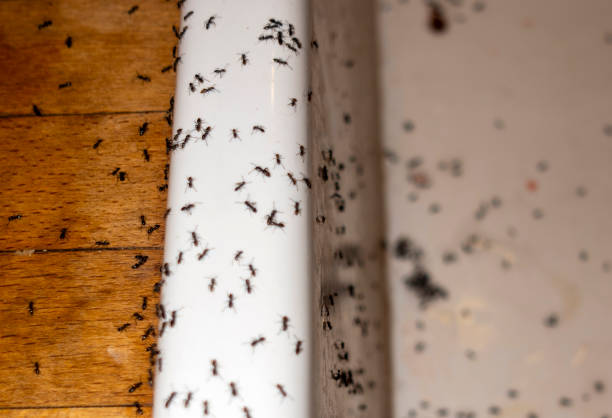 Best Pest Inspection Near Me  in Moraine, OH